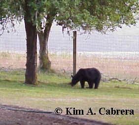 Bear in yard at Prairie Creek Redwoods
                        State Park.