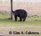 bear looking at me