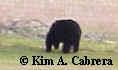 bear eating pears