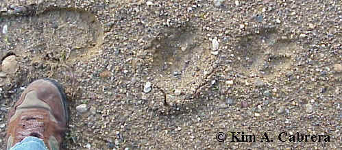 Mountain lion tracks with my foot for size
                      comparison.