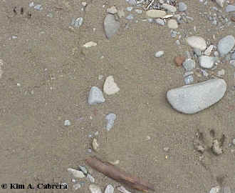 Tracks from the bobcat chase.