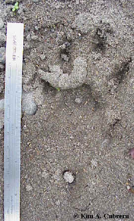 Bobcat left front foot.