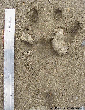 Bobcat right front track.