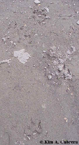 Tracks from bobcat chase.