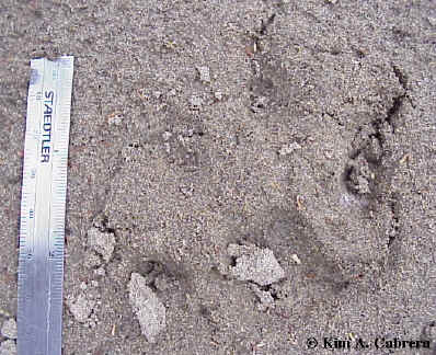 Bobcat claw marks.