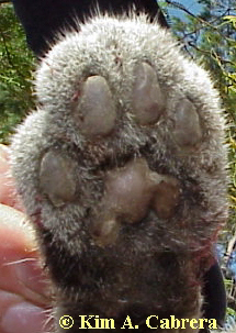 Bobcat front paw.