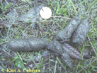 Bobcat scat found near Redway, California.
                      Photo by Kim A. Cabrera.