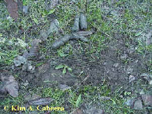 Bobcat scat and scrape found December 29,
                      2000. Photo by Kim A. Cabrera.