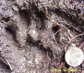 Animal Tracks - Bobcat (Lynx rufus - formerly Felis rufus)