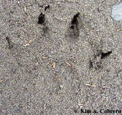 Claw marks from Bones the cat.