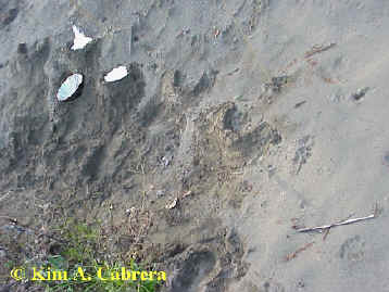 Casting cougar tracks.