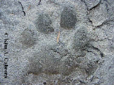 Cougar track in sand. Left front foot.
                        Photo by Kim A. Cabrera.