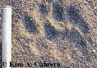 Pair of mountain lion tracks with stick for
                        scale. Stick is three inches long. 