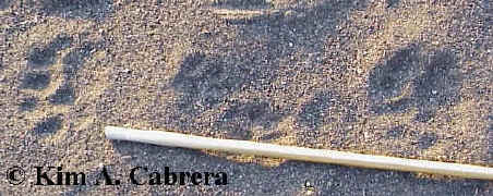 Two sets of mountain lion tracks with a
                        stick for size. Tracks in center are raccoon.