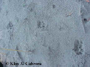 A cougar trail