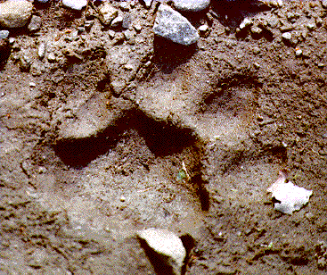 Featured image of post Mountain Lion Print In Mud - Cabrera perfect cougar tracks in mud.