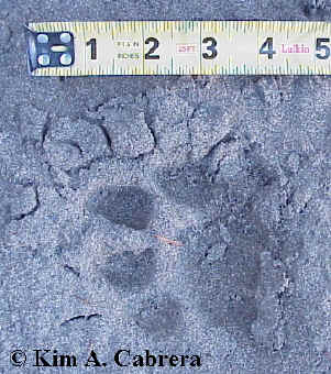Cougar track with ruler for size.