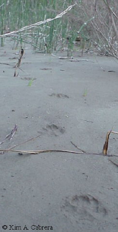 Fox-eye view of its own trail.