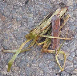 Grass eaten to aid digestion.