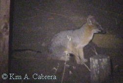 Fox on roadside.