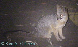 Fox sitting on road.