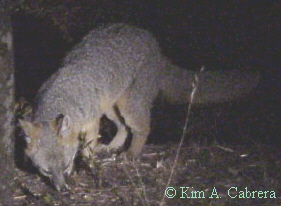 Fox sniffing for food.