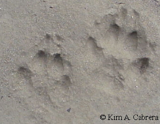 Pair of fox tracks.