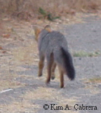 Fox running away.
