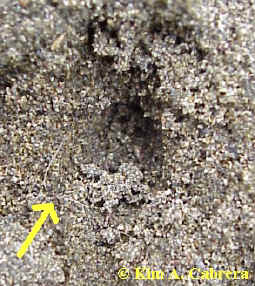 Cat fur in a bobcat toe print.