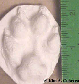Gray fox hind foot cast in plaster.