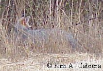 Gray fox in the grass.