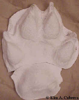 Gray wolf track cast.