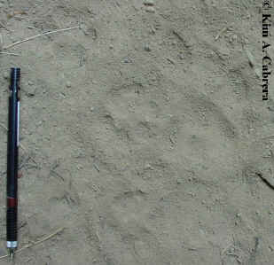 Three bobcat and two cougar tracks on a dusty
                      road. Photo by Kim A. Cabrera 2002. 
