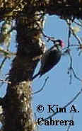 Acorn woodpecker. Photo by Kim A. Cabrera