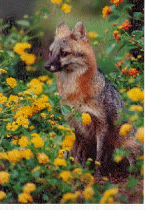 Sly, the fox from Florida