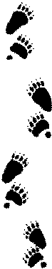 Black bear trail pattern drawing by Kim
                          A. Cabrera