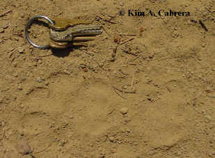 Pair of cougar tracks on dusty road. Photo by
                      Kim A. Cabrera 2002. 