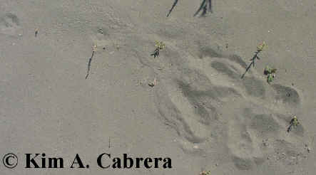 Gray fox sits down in sand. Photo by Kim A.
                    Cabrera 2002.