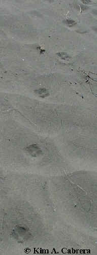 Gray fox trail in sand. Photo by Kim A. Cabrera
                    2002.