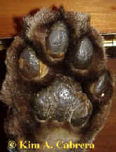 Cougar paw in Visitor Center display. Photo by Kim A. Cabrera 2002. 
