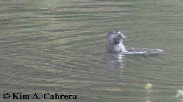 River otter in the Eel River. November 18,
                    2001. 