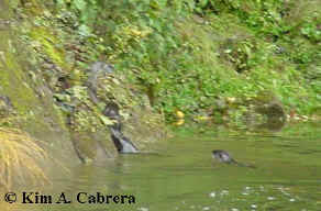 an otter slides off the bank int the water