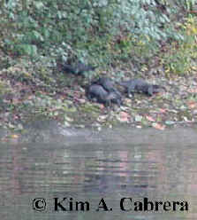 four otters