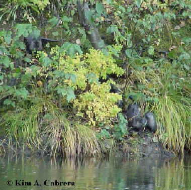 four otters on the bank