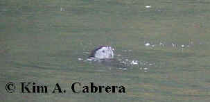 floating otter