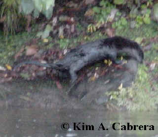 otter exploring