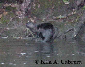otter on bank