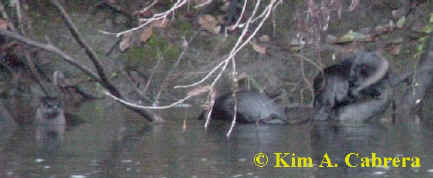 three otters