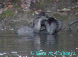 two otters