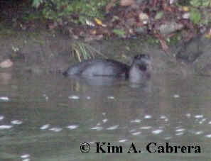 otter in the water